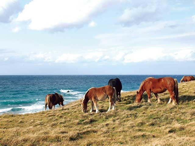 【下北半島×ドライブ 2日目⑨】断崖絶壁の”恋する灯台”と寒立馬に会いに行こう!「尻屋崎」