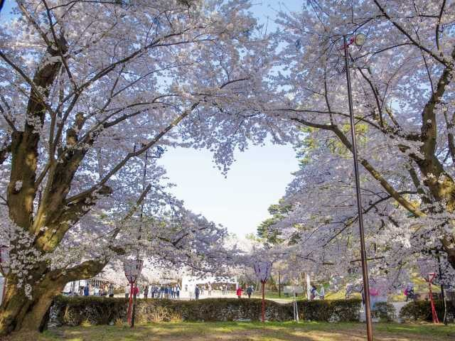 #ハートに見える桜