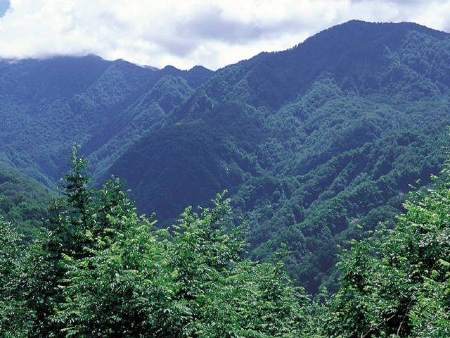世界自然遺産!白神山地