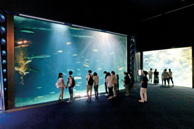 サケのふるさと 千歳水族館