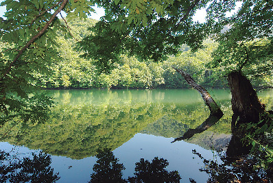 【十二湖散策コース】鶏頭場の池
