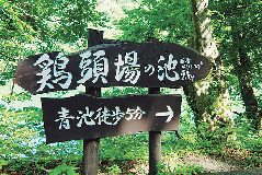 【十二湖散策コース】鶏頭場の池