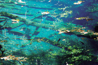 【十二湖散策コース】青池