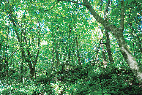【十二湖散策コース】ブナ自然林