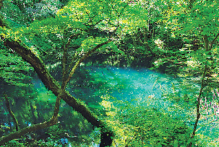 【十二湖散策コース】沸壺の池
