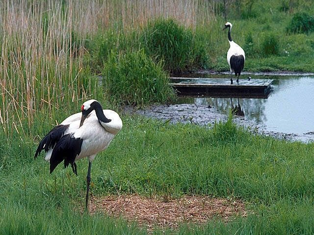 【釧路・阿寒×タンチョウ】釧路市丹頂鶴自然公園