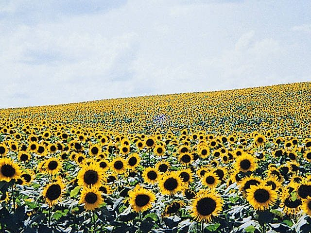 名寄のヒマワリ畑