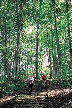 白神山地のおもな見どころはどこ?