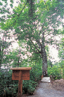 白神山地のおもな見どころはどこ?