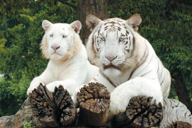 珍しいホワイトタイガーが見られる!