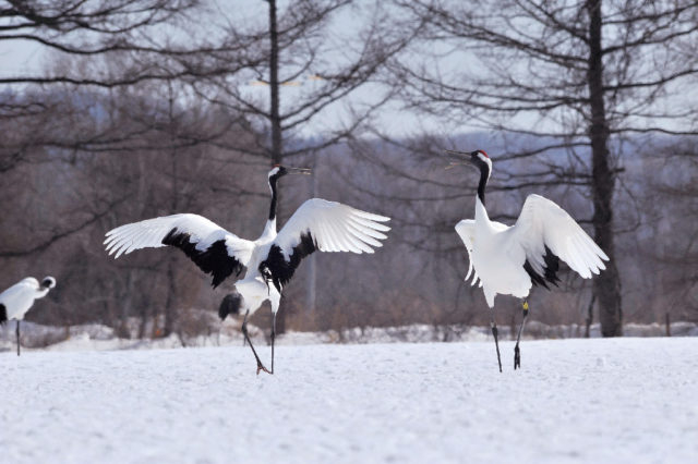 【釧路・阿寒×タンチョウ】冬は鶴居村で野生のタンチョウ観察!
