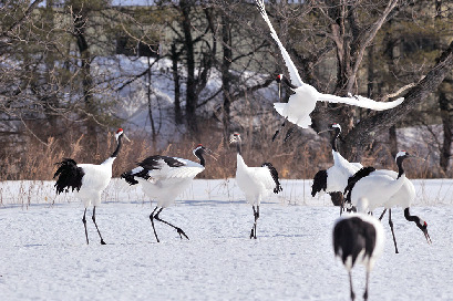 【釧路・阿寒×タンチョウ】冬は鶴居村で野生のタンチョウ観察!