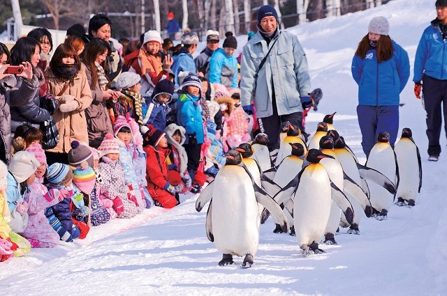 ペンギンの雪上散歩