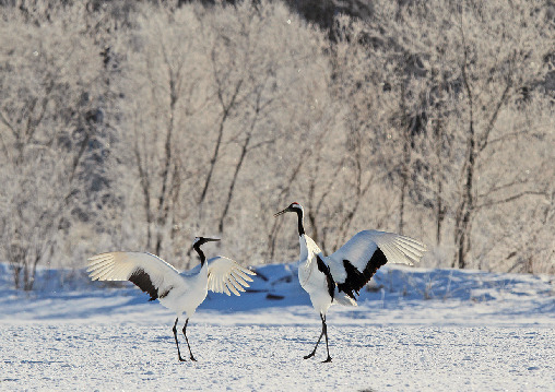 【釧路・阿寒×タンチョウ】冬は隣の観察センターに野生のタンチョウが飛来!