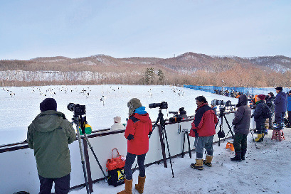【釧路・阿寒×タンチョウ】冬は隣の観察センターに野生のタンチョウが飛来!