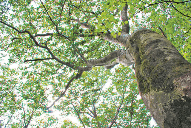 白神ふれあい館