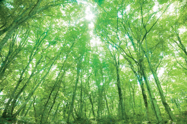 アクアグリーンビレッジANMON