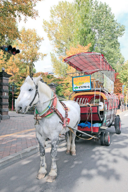 これも楽しい!札幌観光幌馬車に乗ってみよう!