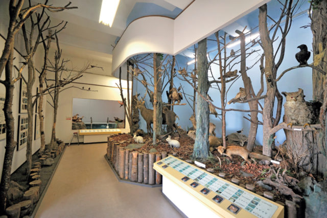 洞爺湖森林博物館