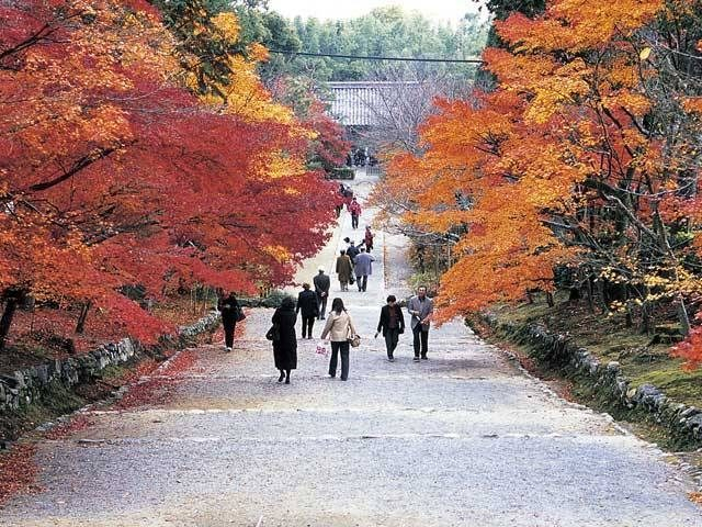嵐山でおすすめの観光スポット 二尊院