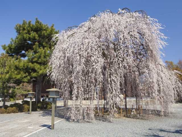 【金閣寺周辺×観光】本堂は洛中最古の木造建築で国宝「千本釈迦堂(大報恩寺)」
