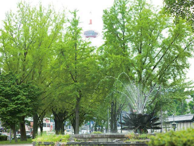 東本願寺と西本願寺はイチョウの名所