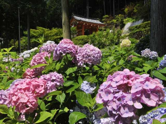 【宇治の観光ナビ】三室戸寺