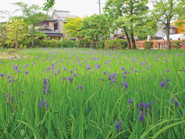 上賀茂神社の摂社 大田神社