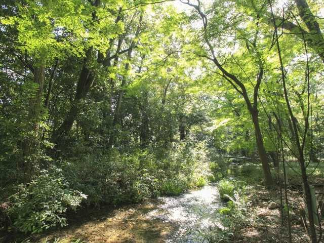 京都のインスタ映えスポット25選 糺の森