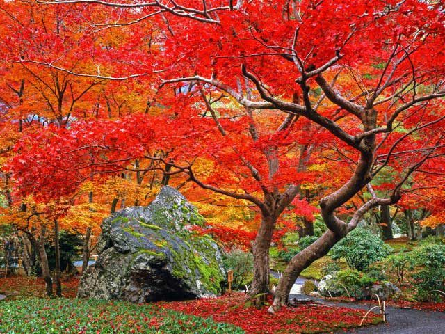 【天龍寺の塔頭】紅葉が名庭を見事に染める「宝厳院」