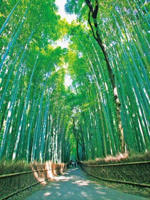 京都の観光エリア6.嵐山・嵯峨野エリア