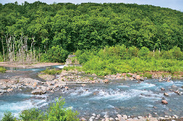 美瑛白金 青い池の見ごろや所要時間