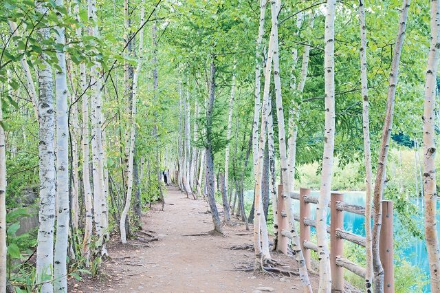 美瑛白金 青い池の見ごろや所要時間