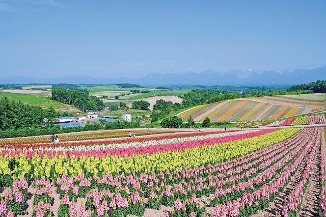 【美瑛の丘×モデルコース】⑧さまざまな楽しみ方があるお花畑「四季彩の丘」
