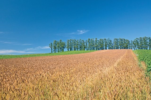 【美瑛の丘×モデルコース】④カラマツの防風林が立ち並ぶゆるやかな丘「マイルドセブンの丘」