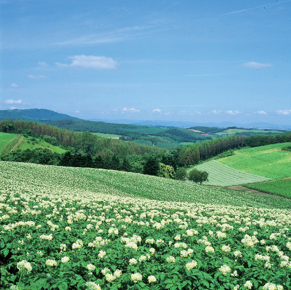 【美瑛の野菜がおいしい理由】十勝岳の噴火によって生まれた大地