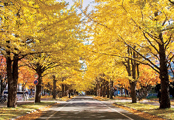 北海道大学 構内見どころスポット