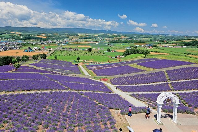 【富良野・花人街道237×人気の花畑】日の出公園ラベンダー園