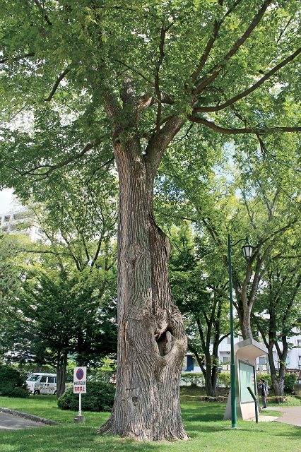 ハルニレの大木