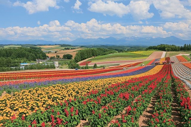 【美瑛の丘×モデルコース】⑧さまざまな楽しみ方があるお花畑「四季彩の丘」