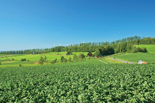 【美瑛の丘×モデルコース】⑥雄大な風景が一望できる展望公園「三愛の丘展望公園」