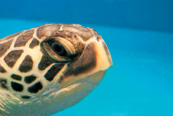 こんな人気者たちに会える!