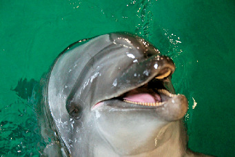 こんな人気者たちに会える!