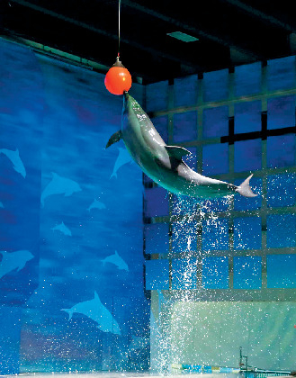 イルカパフォーマンス