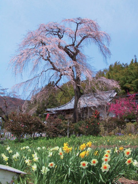 龍松寺のしだれ桜