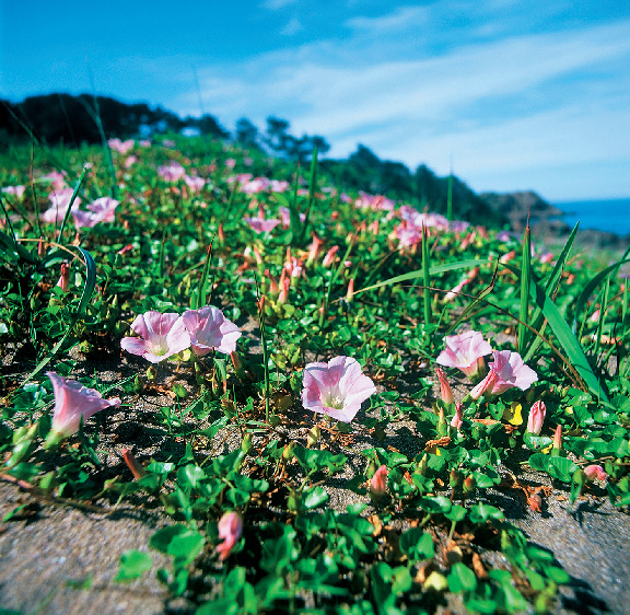 種差海岸に咲く花々