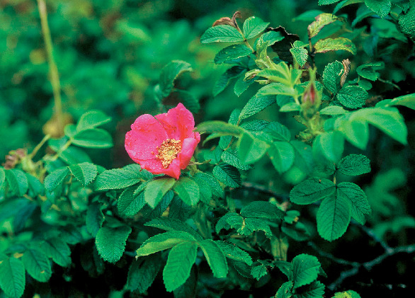種差海岸に咲く花々