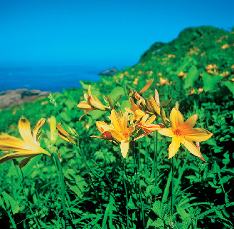 種差海岸に咲く花々