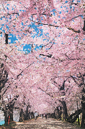 ②桜のトンネル