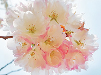 ここに注目! 約50種の桜が共演